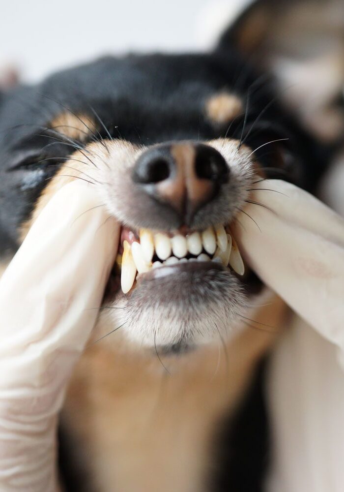 cat-and-dog-teeth-cleaning-beverly-hills-fl Dog Showing Getting Teeth Checked By Vet