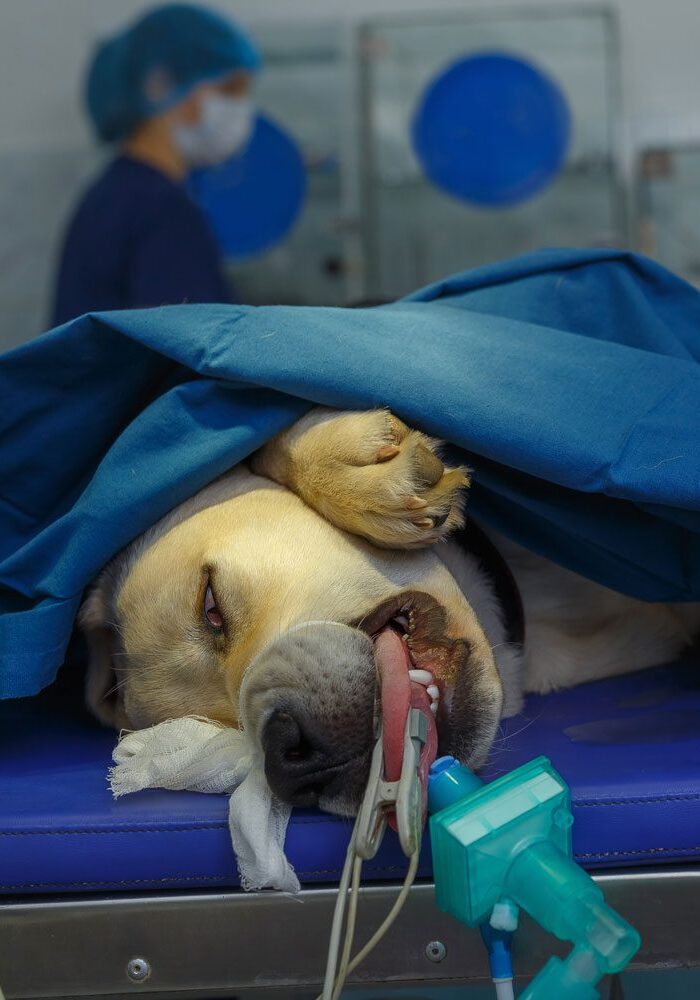 cat-and-dog-endoscopy-beverly-hills-fl Endoscopy Performed On Dog