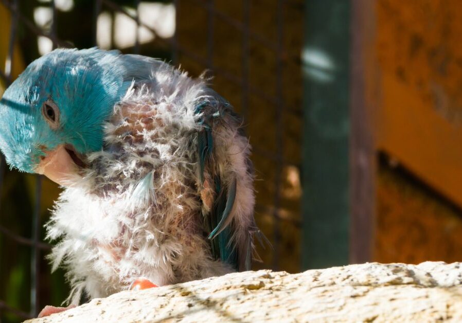 pet bird picking at feathers on chest