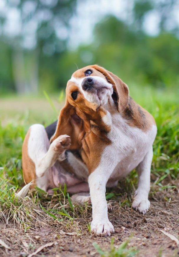 cat-and-dog-dermatology-beverly-hills-fl Itching Dog Outside
