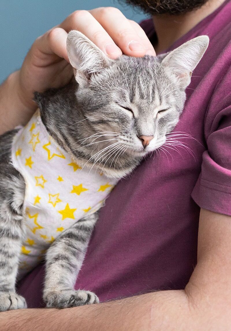 Kitten Post Op Kitten wearing a postoperative bandage