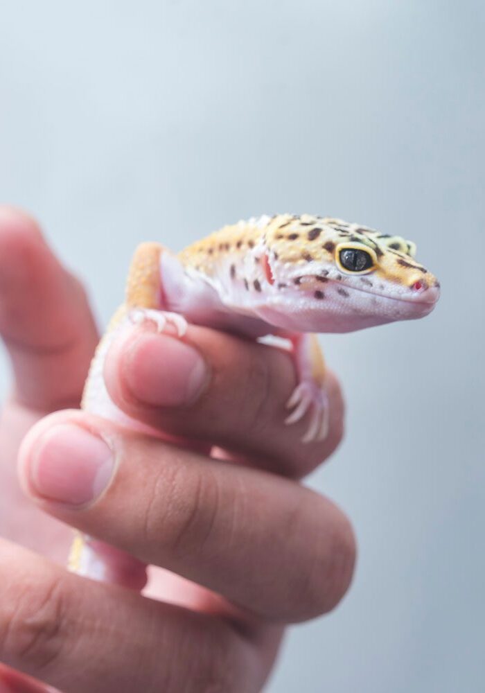 reptile-vet Lizard Held By Male Vet
