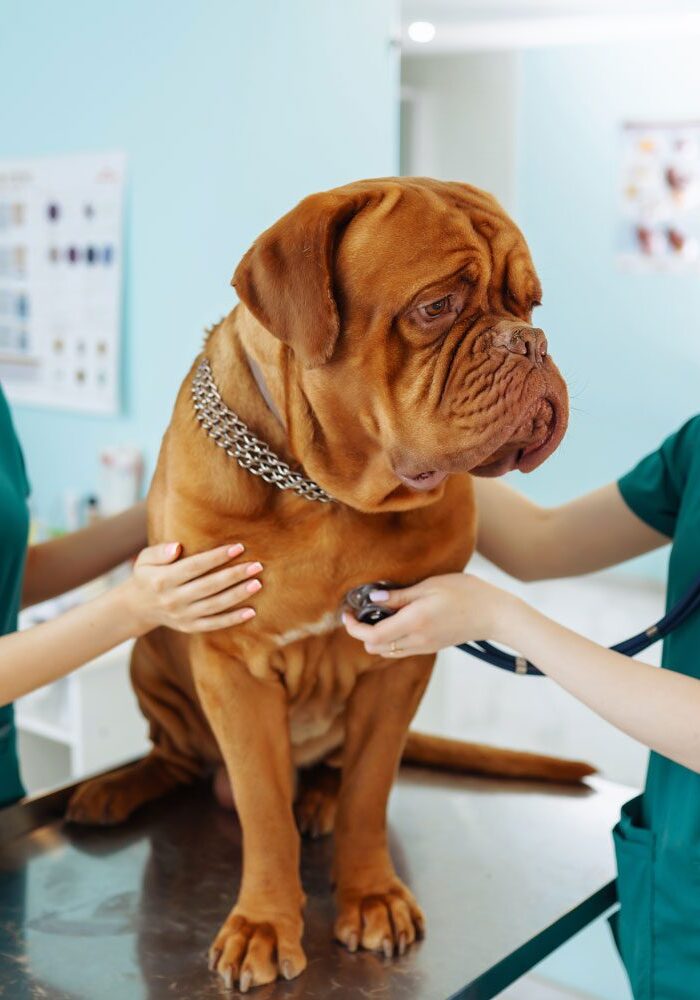 urgent-veterinarian-beverly-hills-fl Sick Dog Getting Checked By Two Vets