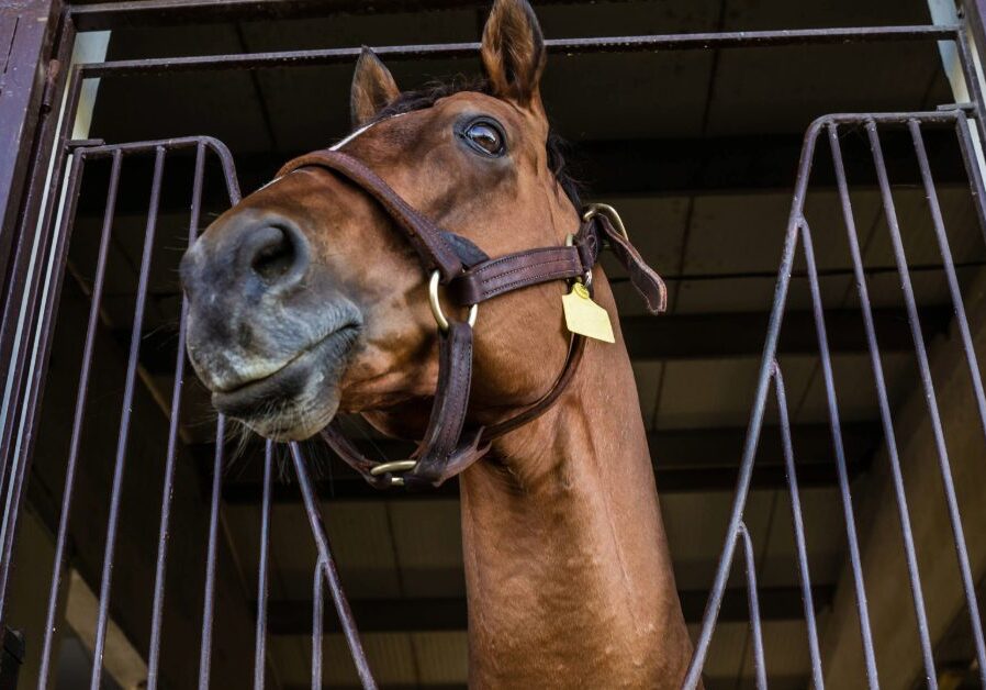 viewpoint of looking up at horse in stall