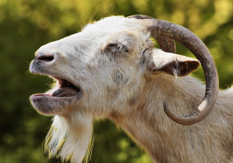 white goat yelling with mouth open