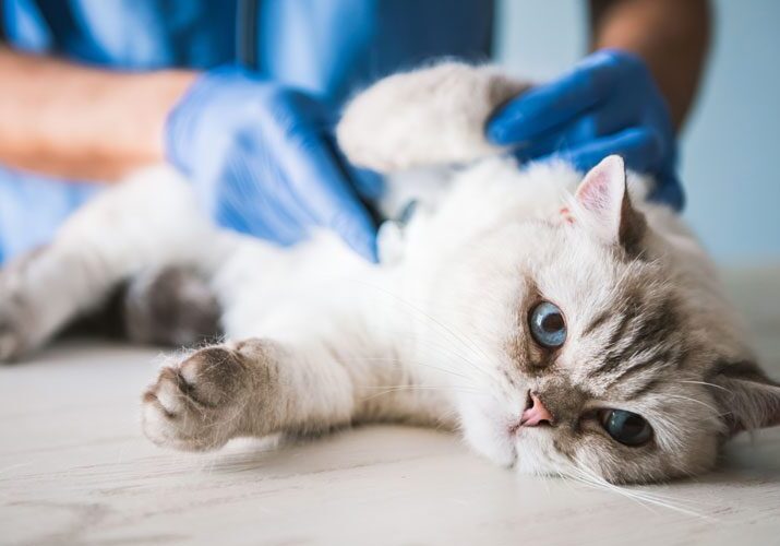 Vet Checking Lying Cat
