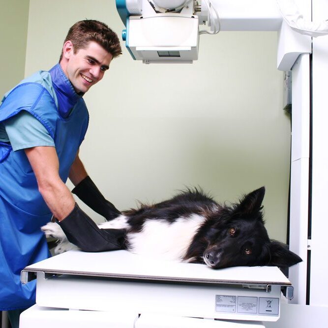 dog-x-ray-beverly-hills-fl Vet Doing Digital Radiology With Blog Dog
