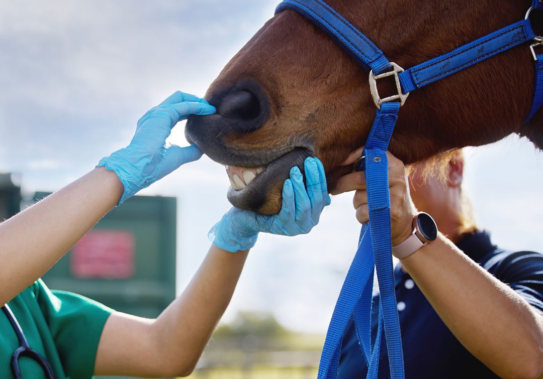 Veterinarian Examining Horse Teeth Veterinarian Examining Horse Teeth
