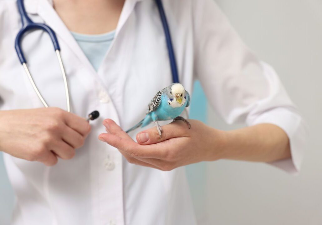 Veterinarian Holding Exotic Bird Veterinarian Holding Exotic Bird