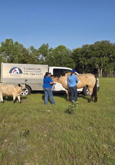 Veterinarians Examining A Horse